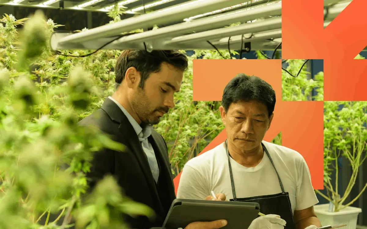 INFO-Cannabis-Meet InfoPlus-Blog image